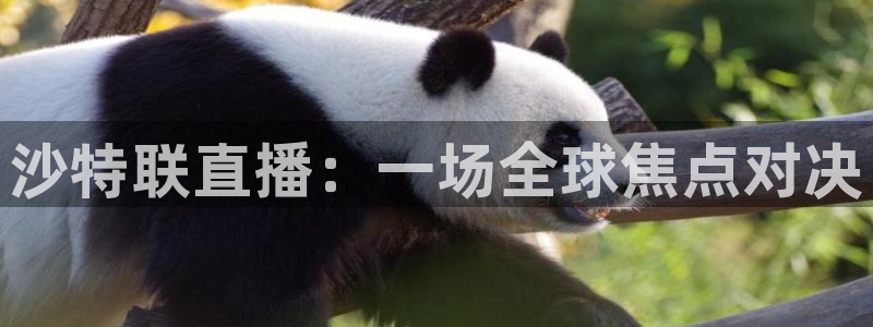 火凤体育直播在线